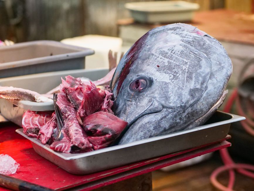 albacore tuna