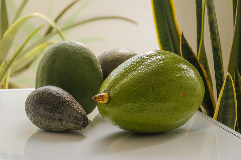 avocado
