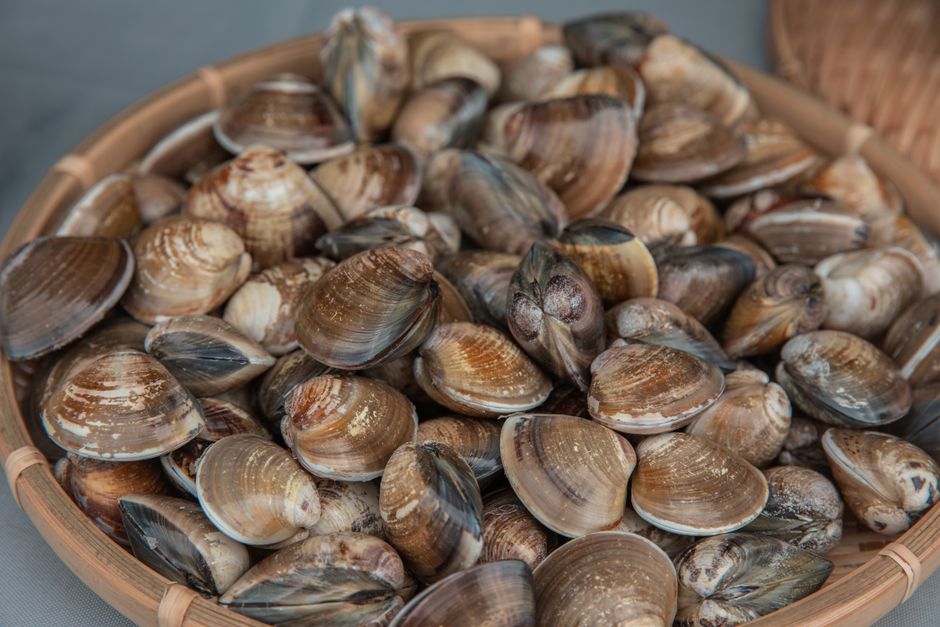 clams