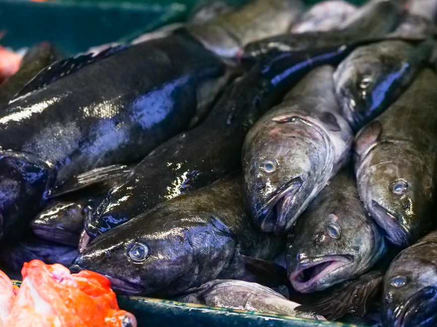 cod — Yes during pregnancy