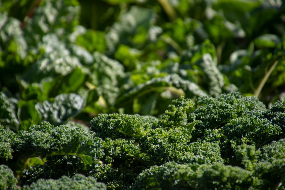 kale
