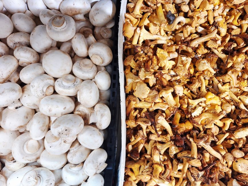 mushrooms
