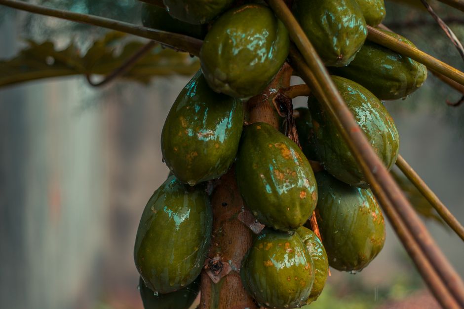 unripe papaya