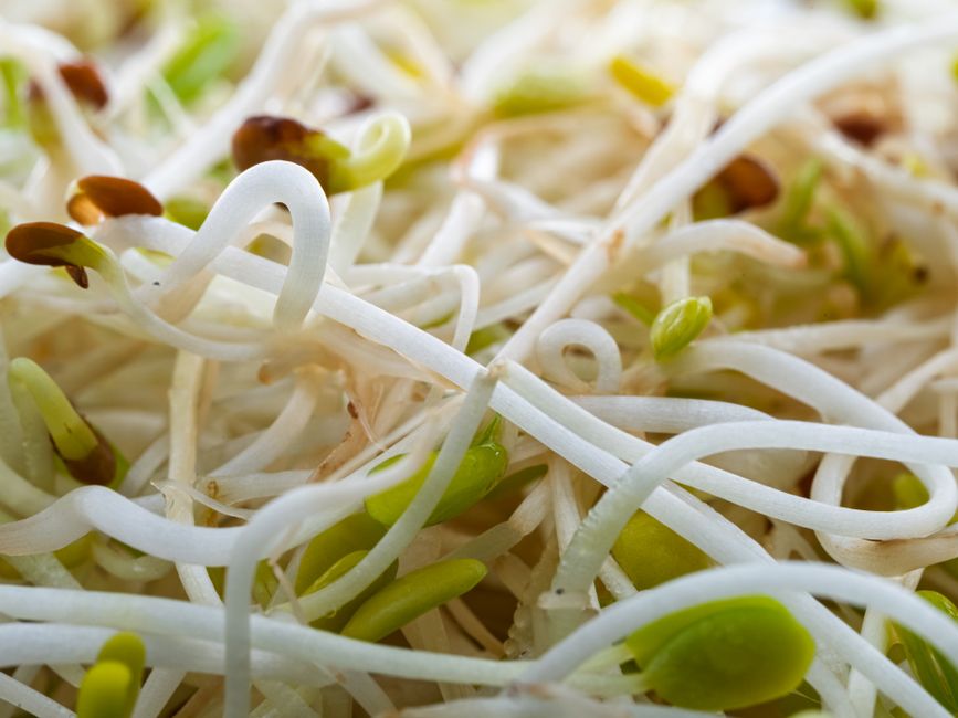 raw sprouts